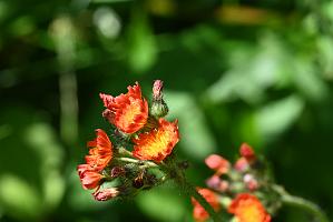 2025-06169061 Acton Arboretum, MA